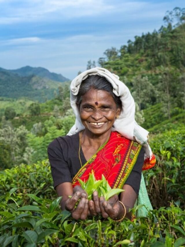Why Is Assam Tea So Special?