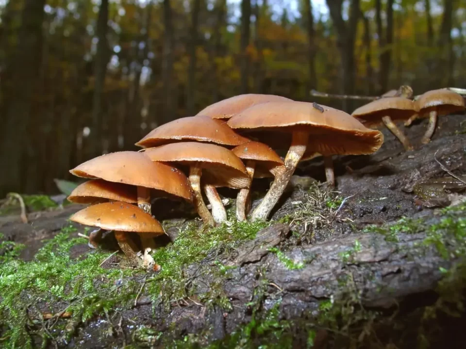 skullcaps-mushrooms-autumn-skullcap-1