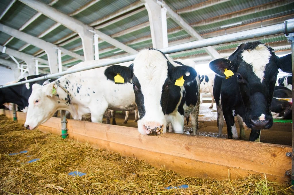 Animal husbandry startups offer hi-tech solutions to livestock sector