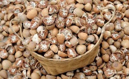 arecanuts-500x500-1