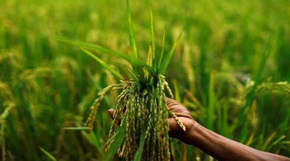 Govt plans to revamp crop cover scheme PMFBY to woo more insurers and rationalise premium