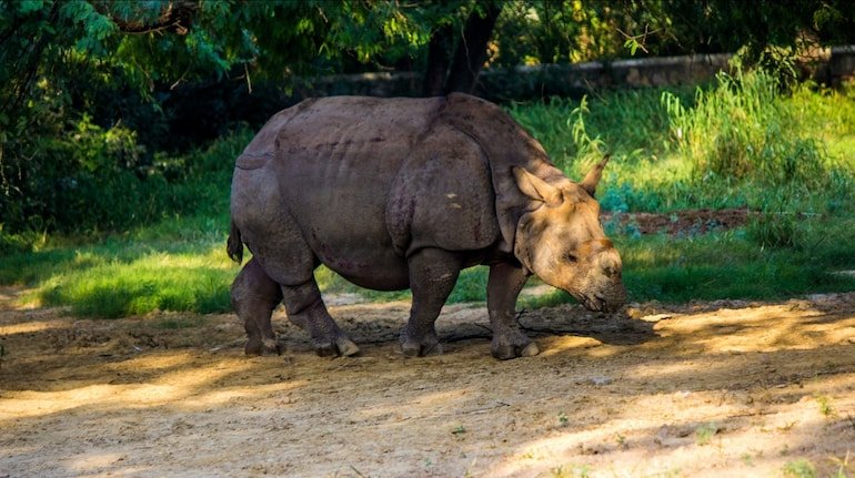 Rhino-at-Kaziranga-National-Park-Assam-unkknown-traveller-6zFDKnmPNfU-unsplash