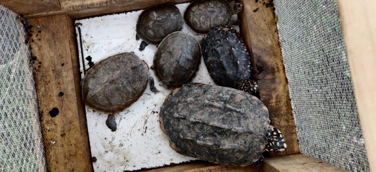 Turtles rescued from 45-feet deep well in Laokhowa