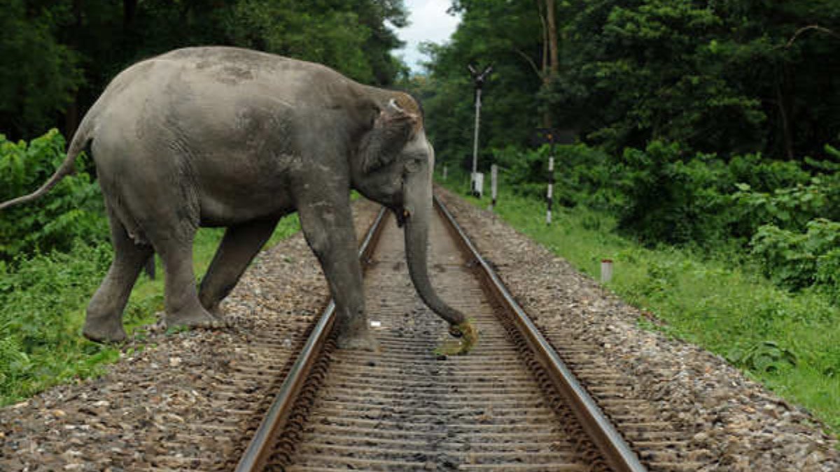 Third elephant dies of injuries in Rajdhani train hit incident