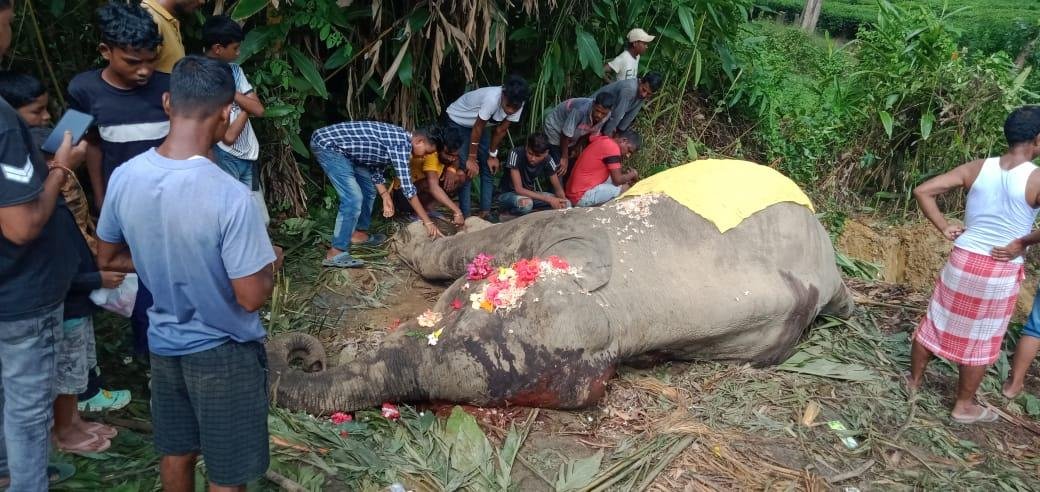 Two elephants killed, one injured in train hit off under Mariani range