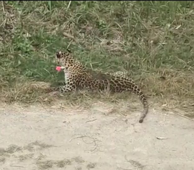 Leopard tranquilised in RFRI campus, sent to CWRC