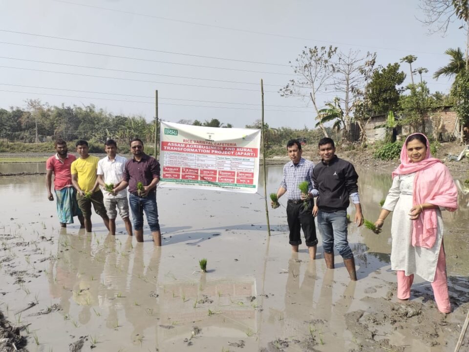 District Agriculture office conducts ceremonial rice varietal crop cafeteria at Sonitpur