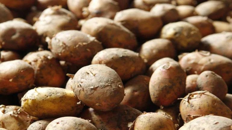 potato-farmer-farm-agriculture-770×433