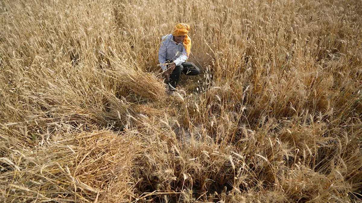 Confident of achieving wheat procurement target on likely bumper crop Food secretary