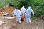 117 pigs have died due to ASF in 4 districts of Meghalaya New Project(4)