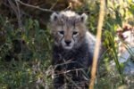 Centre sets up high-level panel to oversee cheetah project New Project(47)