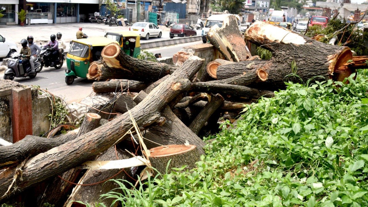 tree-cuts-dh-1046878-1635883825