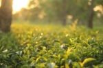 Tea production rises in 2022, growers express concern over present challenges New Project(21)