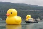 Giant inflatable ducks make a splash in Hong Kong as pop-art project returns after 10 years New Project(9)