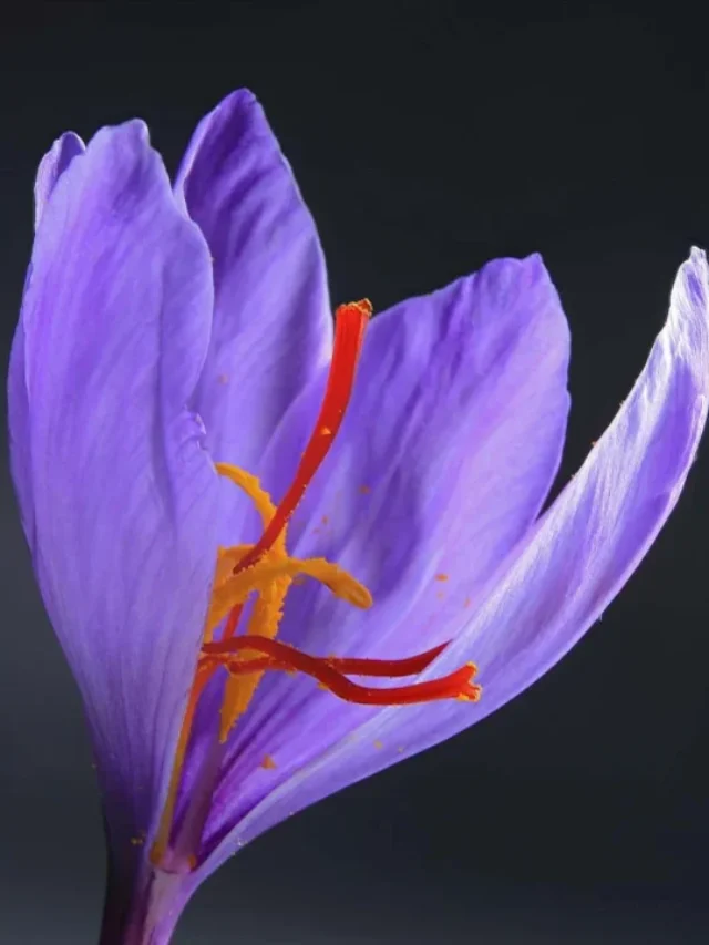 Most Expensive Flowers Of The World - The Hills Times