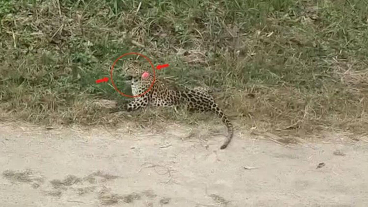 Adventurous leopard