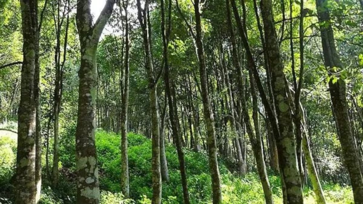 Tripura urges Centre to set up Agarwood board