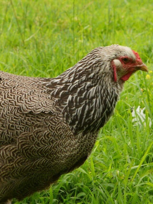 10-types-of-chicken-breeds-found-in-india-the-hills-times