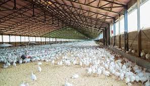 RSETI conducts 10-day training on poultry farming in Gaurisagar poultry