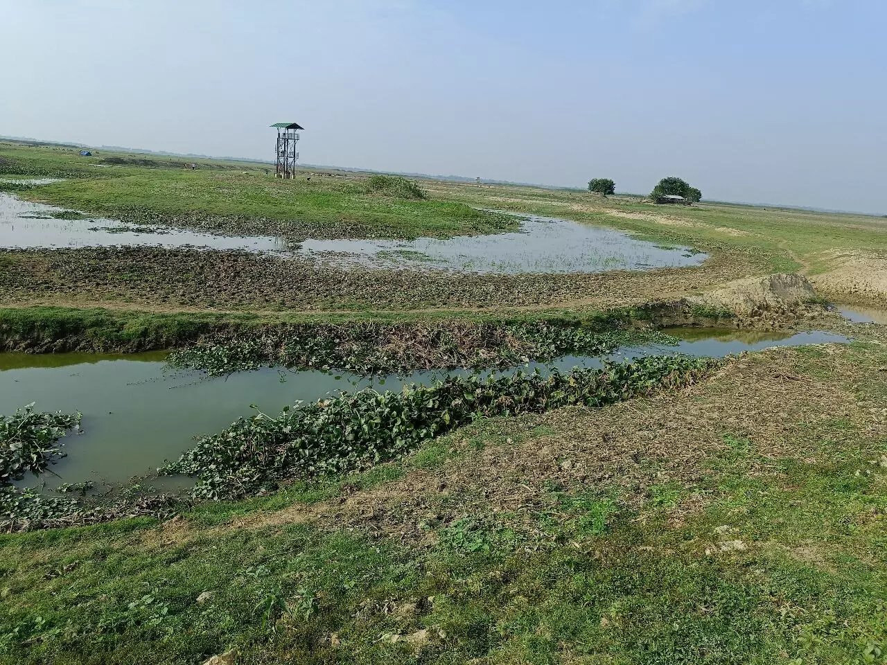 Panidihing Bird Sanctuary struggles against escalating threats as bird killings persist