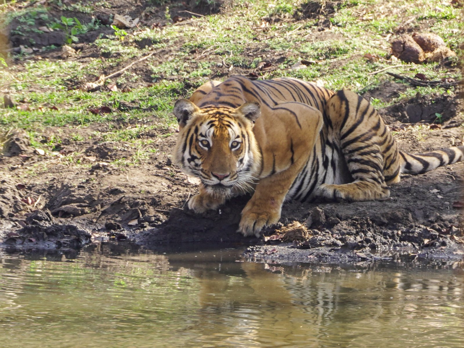 Gypsy Safari, Mudumalai, 10 Mar 21