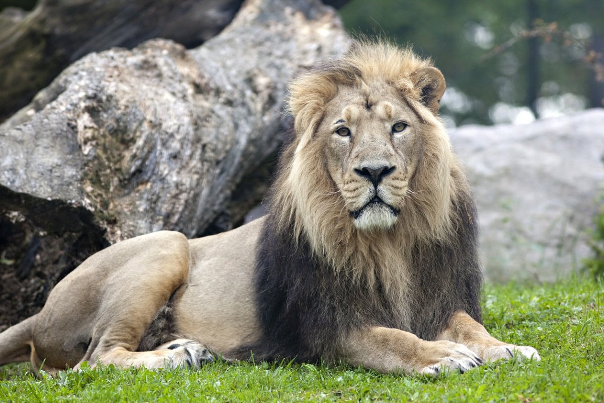 Asiatic Lion (Panthera leo persica)