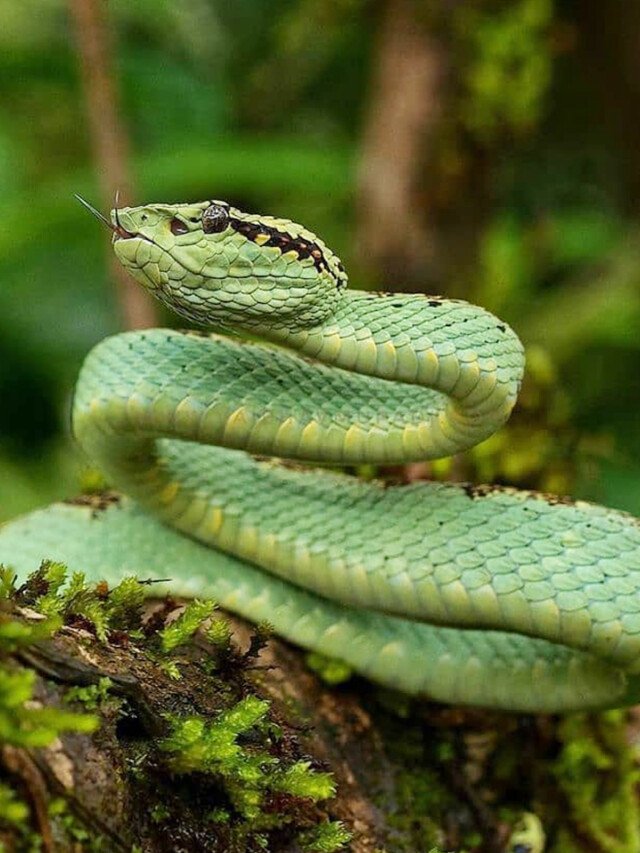 Top 10 Deadliest Snakes Found In India