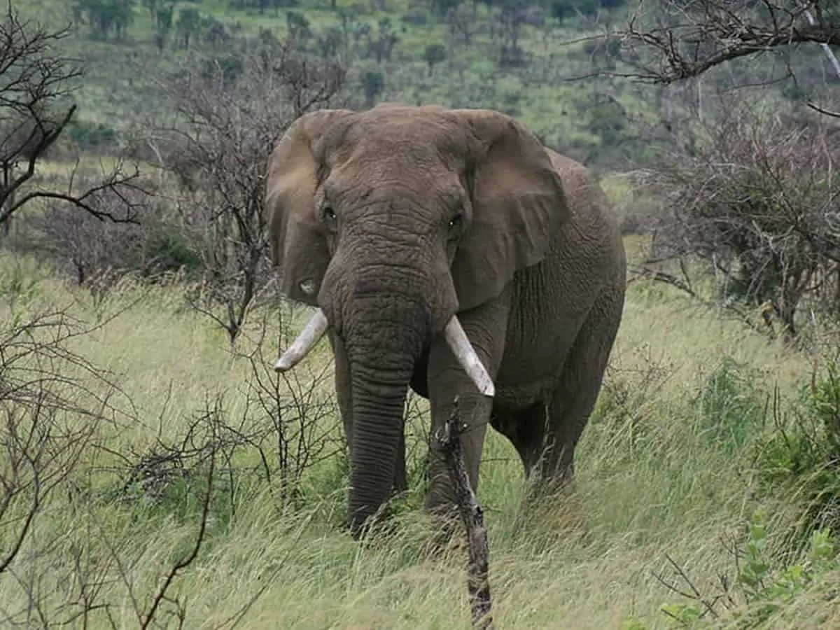 elephant