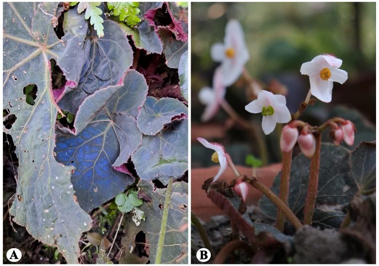 Begonia_naraharii_Habit-768×538