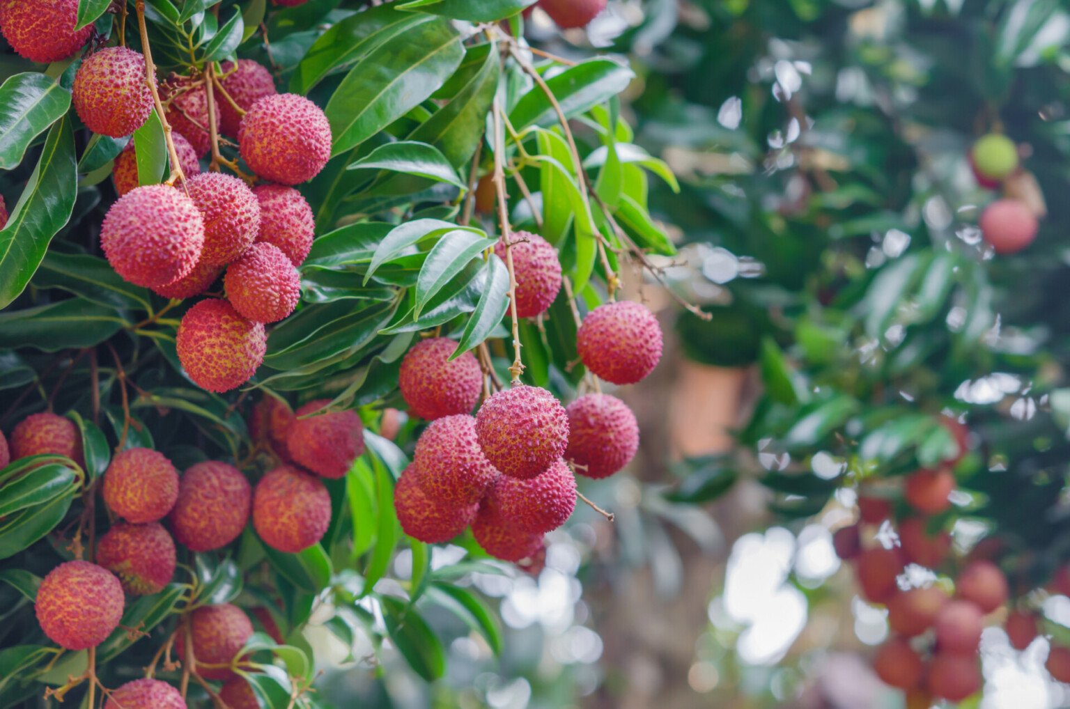 Tezpur Litchi Farmers Gain Modern Techniques In Training Program - The ...