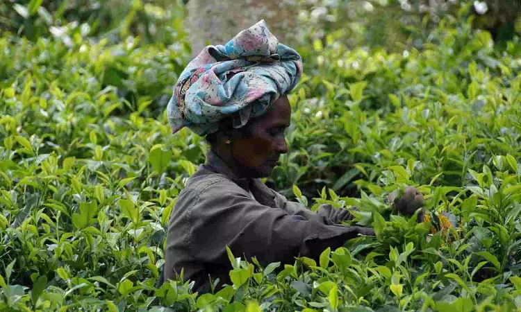 Planters' body in NE opposes govt notification to sell 100 pc tea through auction