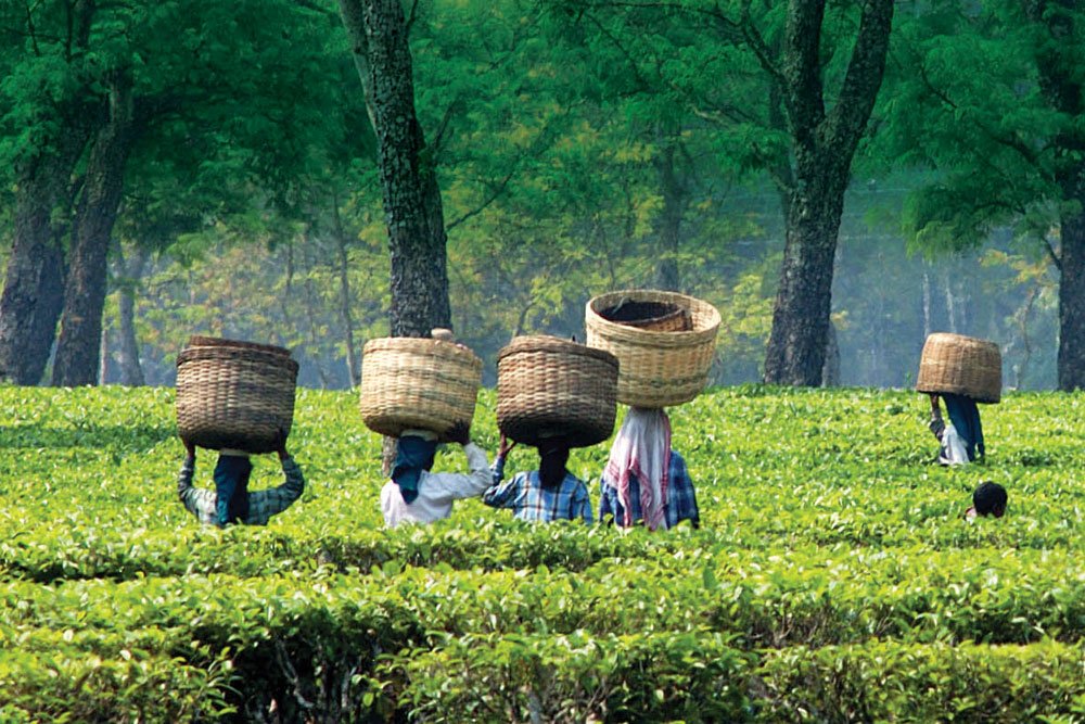 Plight of tea garden workers becomes poll issues in Dibrugarh again