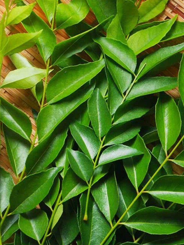 7 Types Of Leaves To Maintain Blood Sugar Level