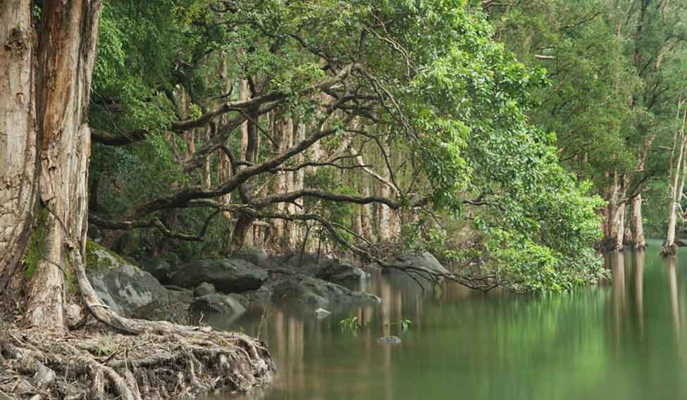 NGT seeks response on loss of forest cover with special reference to Northeast