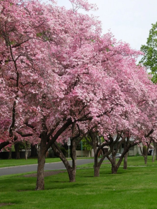 8 Beautiful Flower Trees That Bloom In Spring Across The World