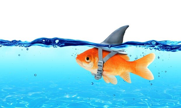 fishark