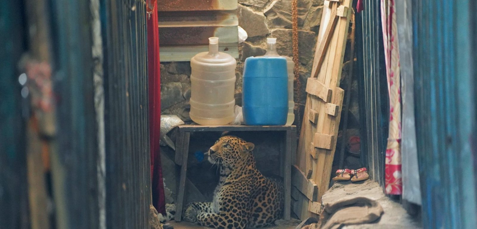 leopard rescue