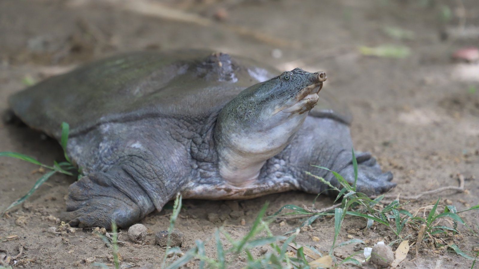 Indian_Softshell_Turtle_Shresatha