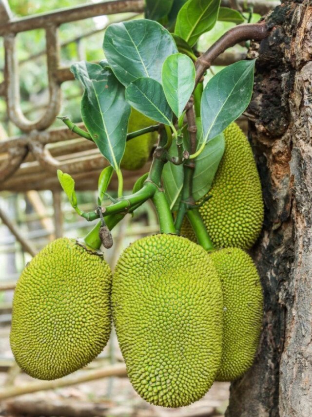 7 Health Benefits Of Jackfruit