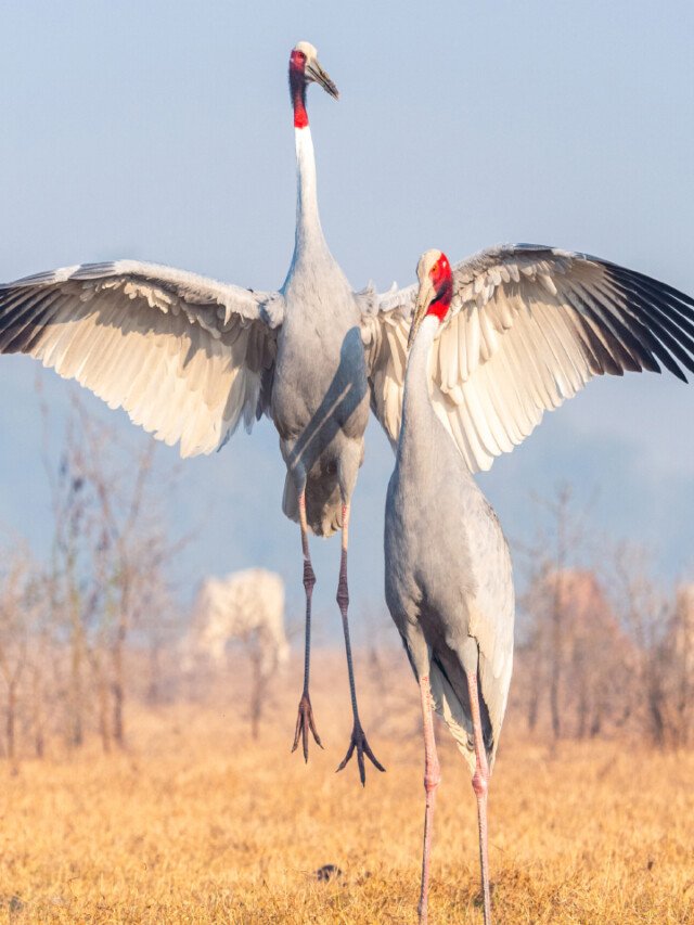 7 Beautiful Indian Birds