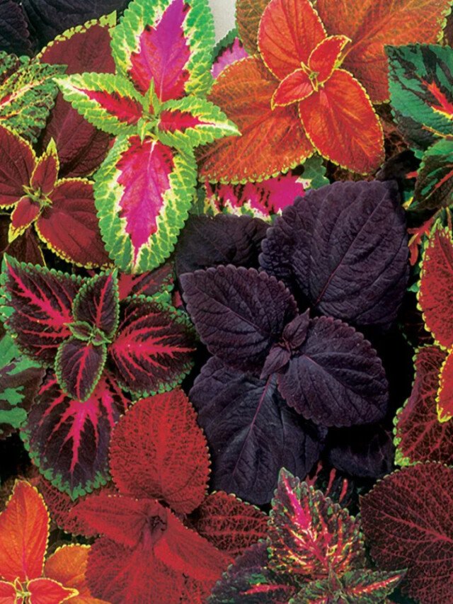 9 Beautiful Plants With Colourful Leaves