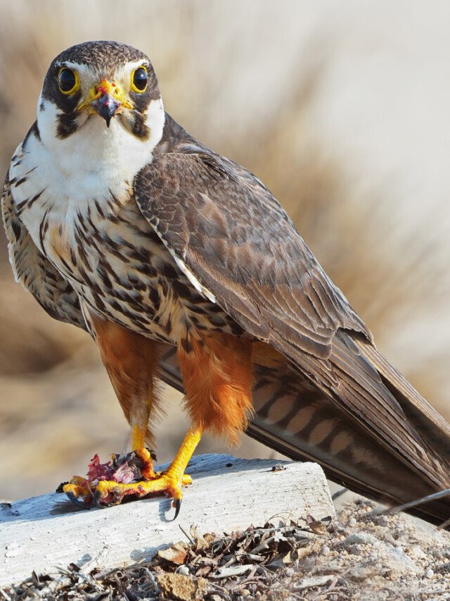 Top 10 Fastest Birds In The World