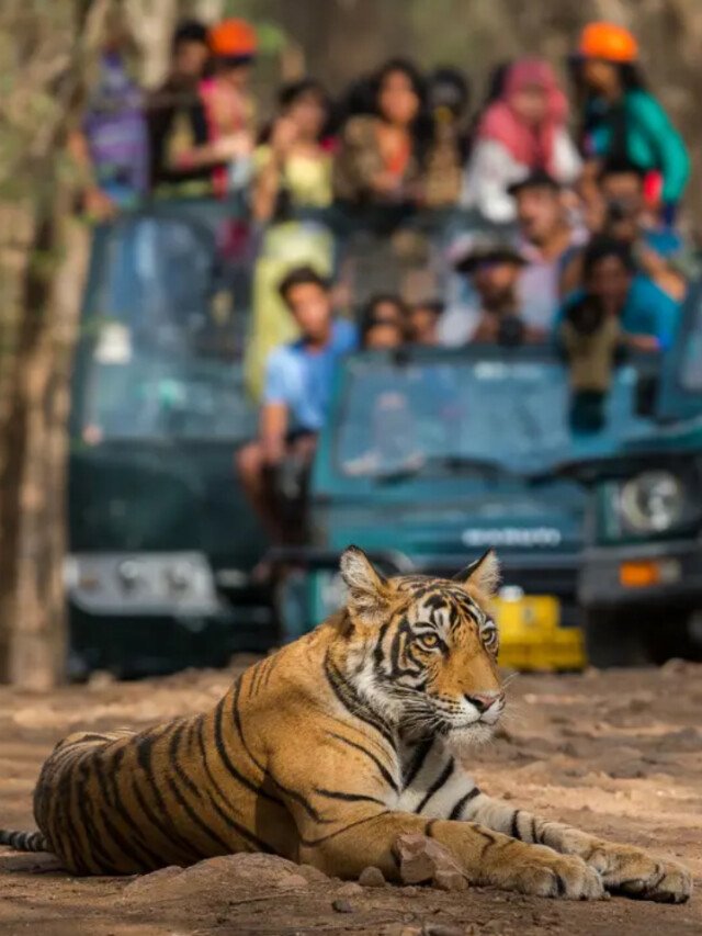 6 Best Tiger Safari Destinations In India