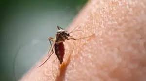 MP govt launches awareness campaign to eliminate mosquito-borne diseases download (22)
