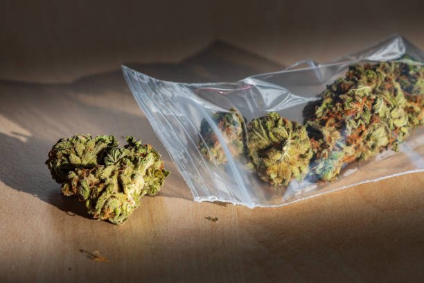 some cannabis buds in a plastic bag