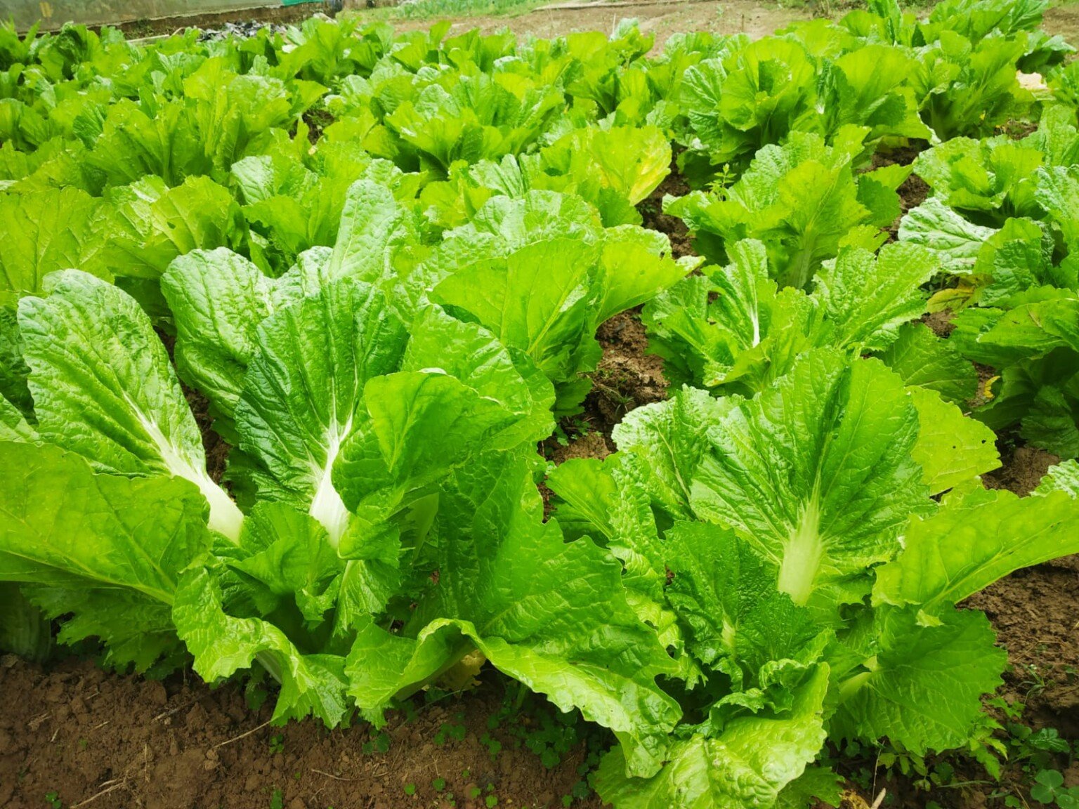 Xaak Assam Agricultural University Unveils High-yielding Varieties Of Lai ...