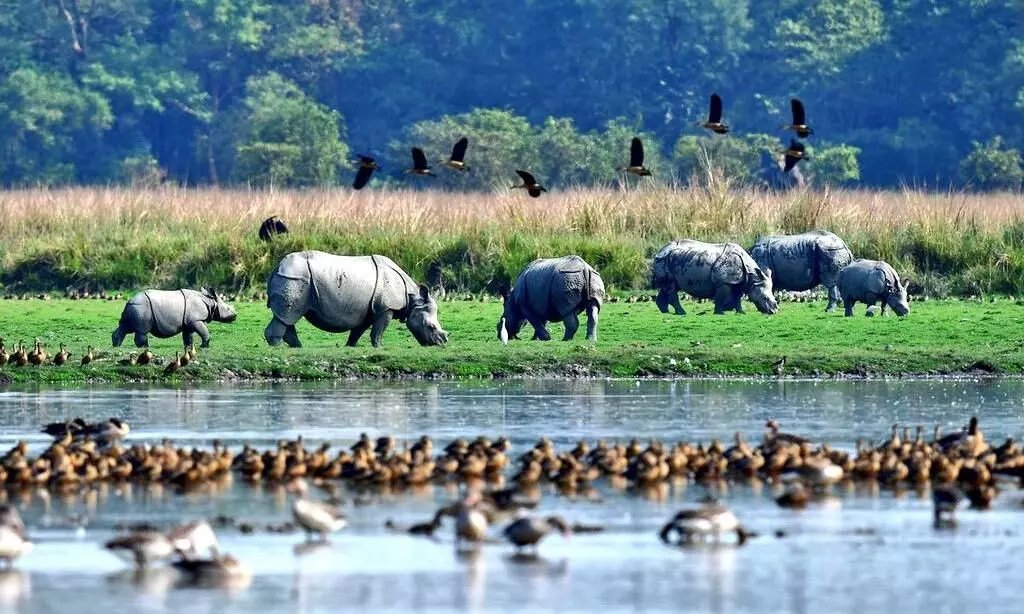 Rain-damaged infra disappoints tourists at Pobitora Wildlife Sanctuary