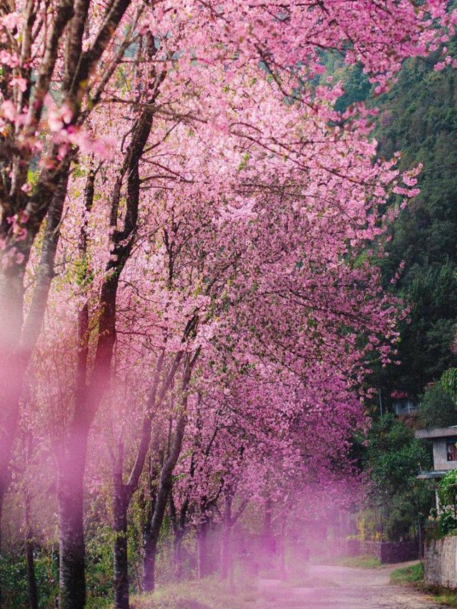 Explore The Charm Of Shillong During The Cherry Blossom Season