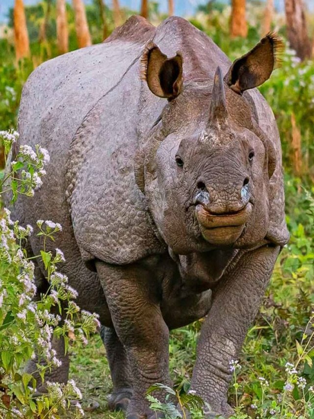 10 Things To Know About Rhino Conservation Efforts In India