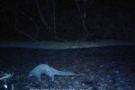 Chinese pangolin photographed in Raimona National Park